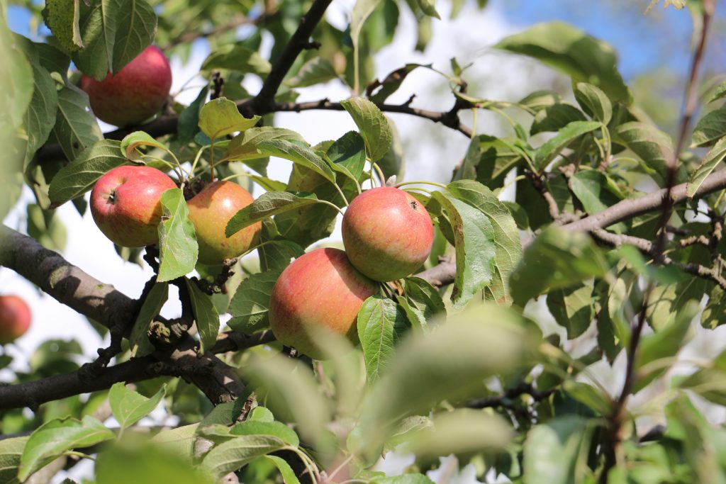 Apfel auf Streuobstwiese