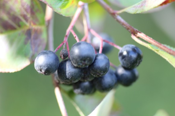 Aronia Blüten