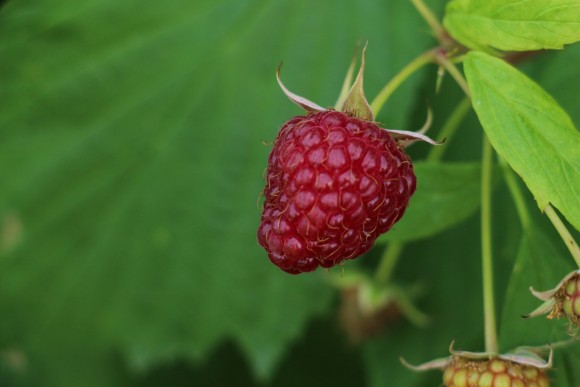 Himbeer Fruchtlikör