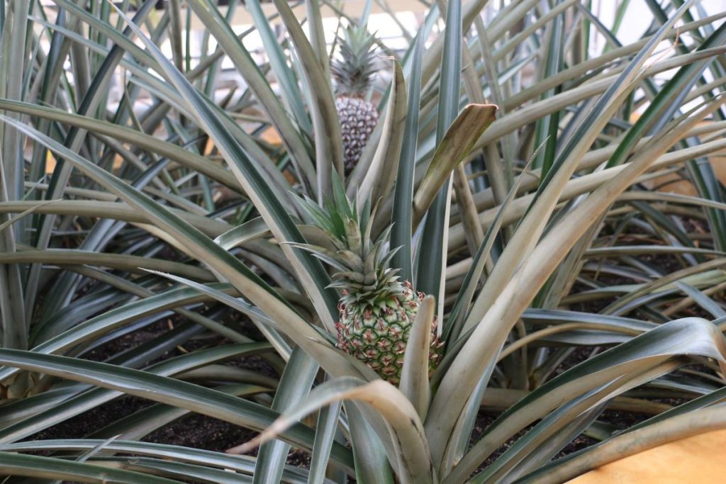 Sächsische Ananas für sächsischen Ananaslikör