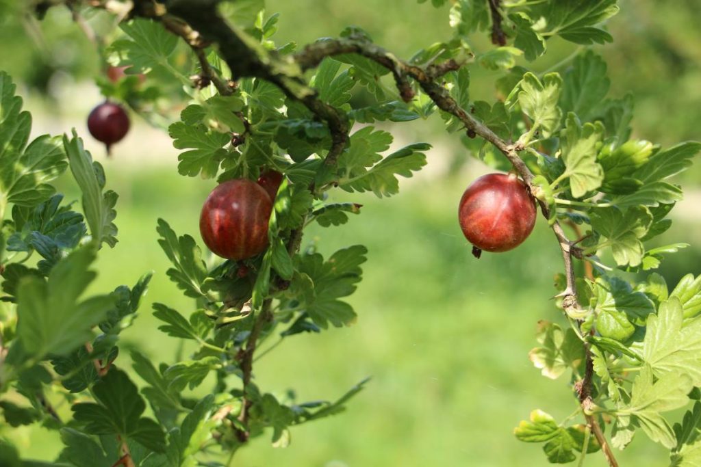 Stachelbeeren für sächsische Spirituosen