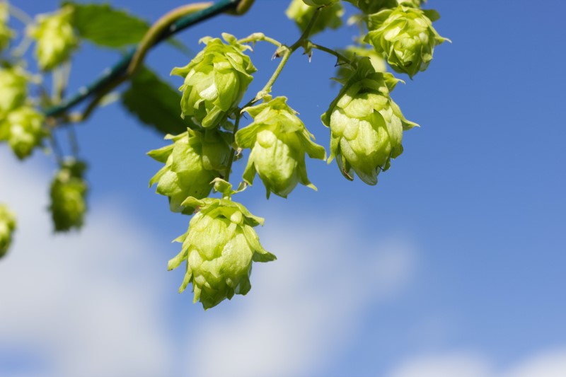 Hopfendolden für unseren Hopfengeist