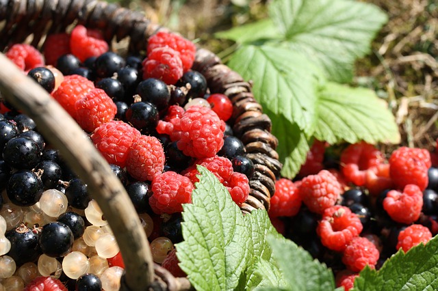 Verschiedene Waldbeeren für unseren Waldbeerenlikör