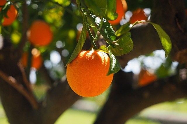 Sizilianische Streuobst-Orangen