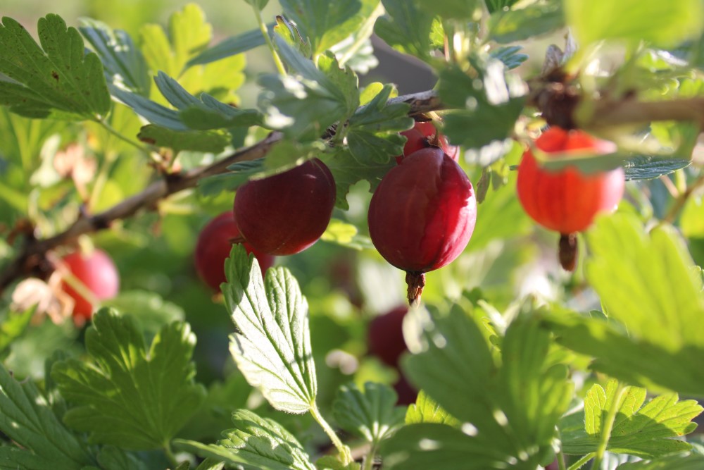 Stachelbeeren für sächsische Spirituosen